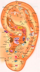 orelha_auriculo
