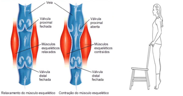 Relaxamento e contração do músculo esquelético.